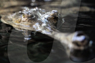 FEATURE - Gefrässiger Gavial wird mit Fischen gefüttert