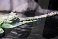 FEATURE - Gefrässiger Gavial wird mit Fischen gefüttert