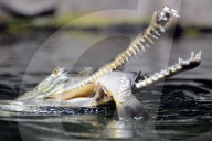 FEATURE - Gefrässiger Gavial wird mit Fischen gefüttert