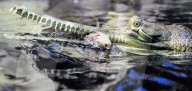 FEATURE - Gefrässiger Gavial wird mit Fischen gefüttert