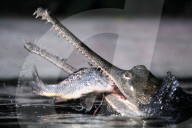 FEATURE - Gefrässiger Gavial wird mit Fischen gefüttert
