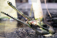 FEATURE - Gefrässiger Gavial wird mit Fischen gefüttert