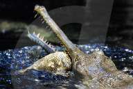 FEATURE - Gefrässiger Gavial wird mit Fischen gefüttert