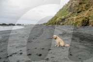 FEATURE - Hunde retten die Umwelt in Australia