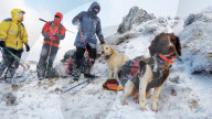FEATURE - Hunde retten die Umwelt in Australia