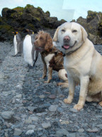 FEATURE - Hunde retten die Umwelt in Australia