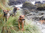 FEATURE - Hunde retten die Umwelt in Australia