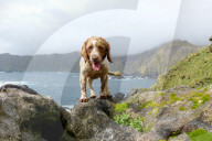 FEATURE - Hunde retten die Umwelt in Australia