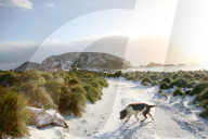 FEATURE - Hunde retten die Umwelt in Australia