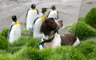 FEATURE - Hunde retten die Umwelt in Australia