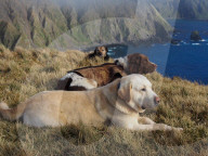 FEATURE - Hunde retten die Umwelt in Australia