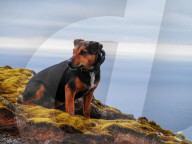 FEATURE - Hunde retten die Umwelt in Australia