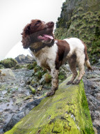 FEATURE - Hunde retten die Umwelt in Australia