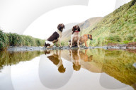 FEATURE - Hunde retten die Umwelt in Australia