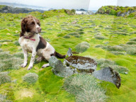 FEATURE - Hunde retten die Umwelt in Australia