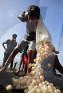 FEATURE - Meeresschildkröten am Strand von Ostinal