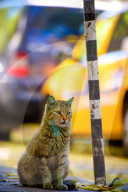 FEATURE - Hier kommt die grüne Katze wieder