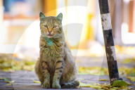 FEATURE - Hier kommt die grüne Katze wieder