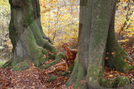 FEATURE - Gut getarnt: Nacktmodel im Herbstwald von Jürg Düsterwald
