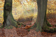 FEATURE - Gut getarnt: Nacktmodel im Herbstwald von Jürg Düsterwald