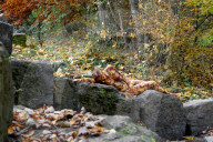 FEATURE - Gut getarnt: Nacktmodel im Herbstwald von Jürg Düsterwald