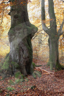 FEATURE - Gut getarnt: Nacktmodel im Herbstwald von Jürg Düsterwald