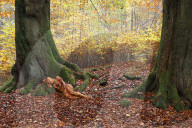 FEATURE - Gut getarnt: Nacktmodel im Herbstwald von Jürg Düsterwald