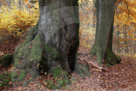 FEATURE - Gut getarnt: Nacktmodel im Herbstwald von Jürg Düsterwald
