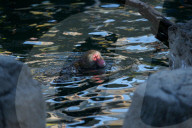 FEATURE - Schneeaffen im Central Park Zoo in New York