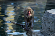 FEATURE - Schneeaffen im Central Park Zoo in New York