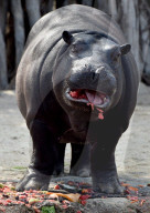 FEATURE - Nilpferd lächelt im Zoo von Melbourne