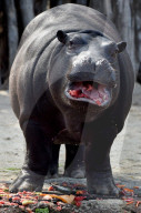 FEATURE - Nilpferd lächelt im Zoo von Melbourne