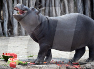 FEATURE - Nilpferd lächelt im Zoo von Melbourne
