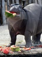 FEATURE - Nilpferd lächelt im Zoo von Melbourne