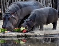 FEATURE - Nilpferd lächelt im Zoo von Melbourne