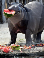 FEATURE - Nilpferd lächelt im Zoo von Melbourne
