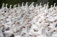 FEATURE - Morgenspaziergang von 500 Gänsen