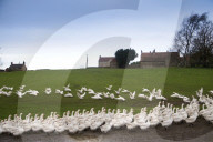 FEATURE - Morgenspaziergang von 500 Gänsen