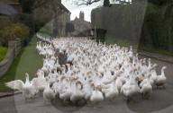 FEATURE - Morgenspaziergang von 500 Gänsen