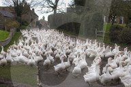 FEATURE - Morgenspaziergang von 500 Gänsen