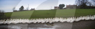 FEATURE - Morgenspaziergang von 500 Gänsen