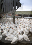 FEATURE - Morgenspaziergang von 500 Gänsen