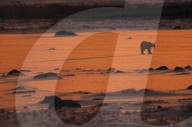 FEATURE - Wunderschöne Polar-Bäre