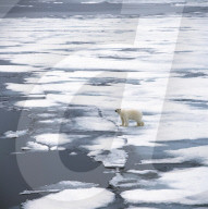 FEATURE - Wunderschöne Polar-Bäre