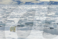FEATURE - Wunderschöne Polar-Bäre
