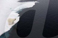 FEATURE - Wunderschöne Polar-Bäre