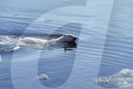 FEATURE - Wunderschöne Polar-Bäre
