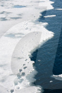 FEATURE - Wunderschöne Polar-Bäre