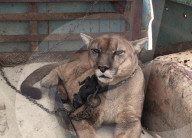 FEATURE - Peru: Ein Löwe wird wieder in Freiheit entlassen