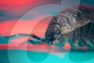 FEATURE - Kleine Krabbeltiere im Haus